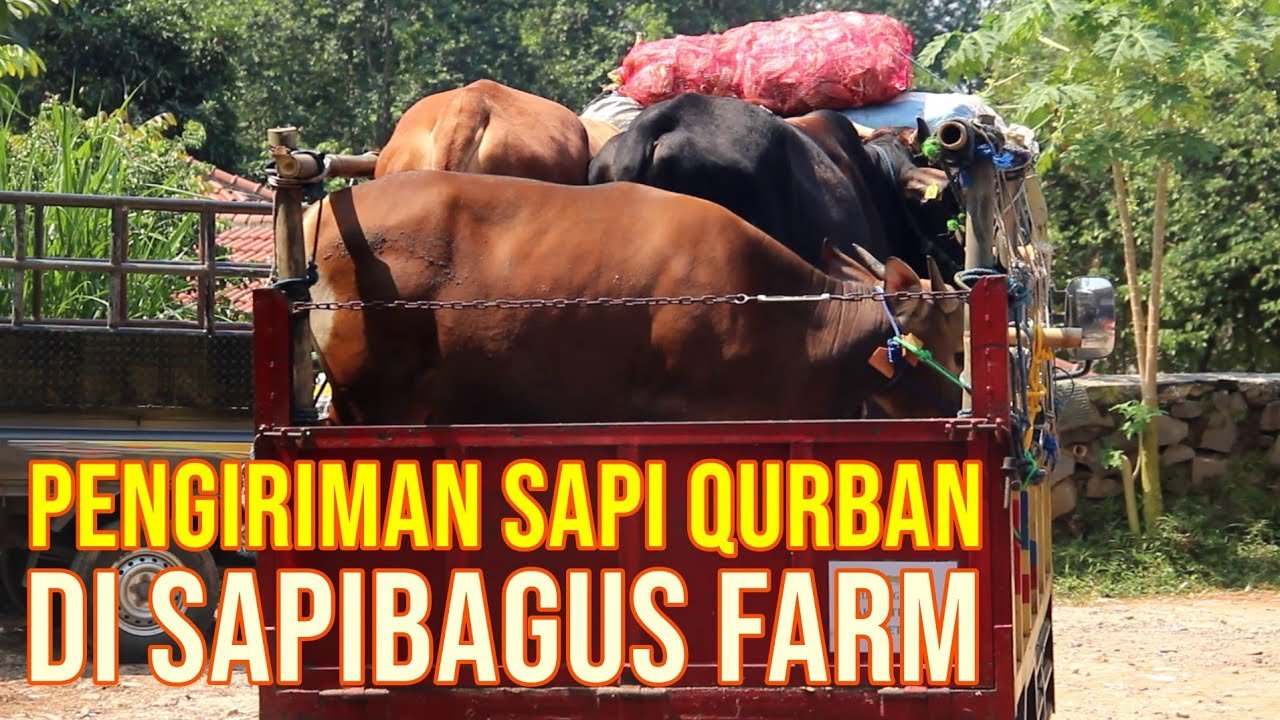 Pengiriman Sapi Qurban Di Sapibagus Farm.jpg